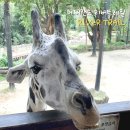 (주)리버 | 사파리를 걸어 다니는 에버랜드 리버 트레일 솔직 후기