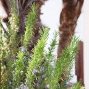 옵타티오펜션 | 욕지도 숙소 추천 옵타티오 펜션 3번째 방문 티시아 조식 후기