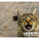 유앤동물의료센터 이미지