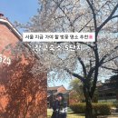 용산-235 | [용산] 벚꽃 명소 추천 “장교숙소 5단지” 방문 후기