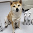 애니멀하우스 | 강아지 탈취제 무색무취 저자극 살균 탈취제 애니멀데이즈