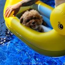 앤애견샵 | 경주 감포 가성비 숙소 일출명소 애견동반 샵앤플렛 풀빌라 호텔 리얼후기