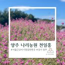 천일홍축제 | 양주나리농원 천일홍축제 방문후기 아기랑갈만한곳 주차