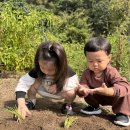 🧑‍🌾쪽파야, 쑥쑥자라라 💕 이미지