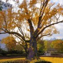 방학동 은행나무 이미지