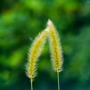 강아지풀 이미지