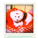 강아지집 이미지