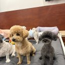 폴링인독 | 상봉애견미용 반려견을 위한 완벽한 쉼터, 폴링인독 후기