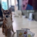 이지덴탈 | 알러지 있는 강아지도 먹는 덴탈간식, 브리지테일 이지슬림번 후기