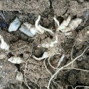 임실반디울농장 이미지