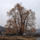 은행나무1길 이미지