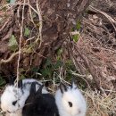 씨유제주장전벚꽃점 | 제주 장전 벚꽃잔치 후기: 봄날의 낭만과 함께한 특별한 하루