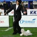 Dog Show 이미지