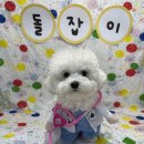 레츠개릿 이미지