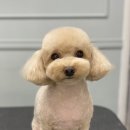 GROOMING 107 이미지