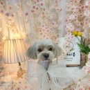 플라이봉 이미지