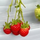 무수농장 이미지