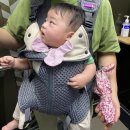 스완 | 베베스완 아기띠 직접 사용한 후기 장점 단점