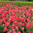 곡성-171 이미지