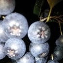 아로니아 가루 무료나눔[ 나눔종료 ] 이미지