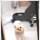 로라펫살롱 이미지