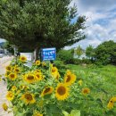 유구천 공중화장실 | [공주] 유구 색동수국정원 (7.16. 방문)