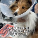 양지동물병원 | 부천 24시 동물병원에서 강아지 건강검진받고 온 날 | 24시옥길아라동물의료센터