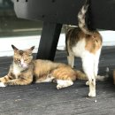 돌모로펜션 이미지