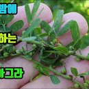 야관문-대표적 강정약초! 늘상 피로를 달고살며 기력이달리고 정력이 약한 남성에게 좋은약초, 고지혈등 혈관질환과 당뇨병 예방, 각종암에 이미지