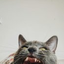 강아지삼촌