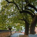 [고규홍의 큰 나무 이야기]백성의 삶 배려한 선비의 나무 이미지
