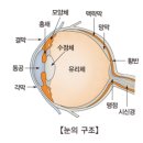 김박사약국 | [건강기능식품] 루테인 지아잔틴 추출물 (9개 항목) 분석 - 이거 효과 있는거 맞아?