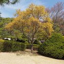 (주)나무대통령 이미지