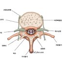 부교감신경 이미지