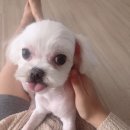 김홍펫살롱 이미지