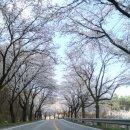예쁜 벚꽃이 가득한 청풍호에서~~^^ 이미지