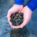 사랑방다슬기 이미지