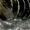 남촌김밥별관 이미지