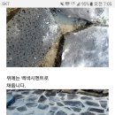 정원 화산석 깔기 이미지