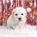 스탠푸켄넬 | 영천 스탠다드푸들 입양 크고 풍성한 털이 인상적이었던