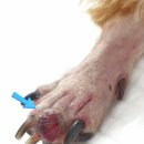 두리종합동물병원 네이버블로그