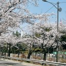 벚꽃 구경 (벚꽃명소🌸 7곳) 강추