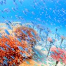 산호농장 이미지