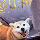 유폴24시 애견셀프목욕 | 🐕"시바견 셀프 목욕샵 유폴(U:POL) 꾸꾸 목욕 후기🛁 "