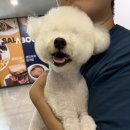 몽쉘댕댕 | [2동탄 강아지 미용 추천] 몽쉘댕댕 반려동물 강아지 미용실 푸숑 테디베어컷 미용 내돈내산 후기