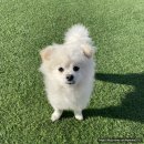 아이조아펫파크 대구점 이미지