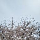 마포정원공인중개사사무소 | 홍대최고 공인중개사가 알려드리는 마포 봄행사, 벚꽃동행, 마포벚꽃 페스티벌 소식
