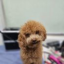 바오펫살롱 네이버블로그