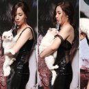 앙큼한고양이 이미지