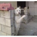 어서오시개 이미지